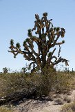 USCA09131829 Joshua Tree - Mojave National Preserve