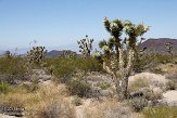 USCA09131831 Joshua Tree - Mojave National Preserve