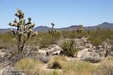 USCA09131832 Joshua Tree - Mojave National Preserve