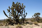 USCA09131840 Joshua Tree - Mojave National Preserve