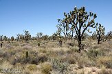 USCA09131863 Joshua Tree - Mojave National Preserve