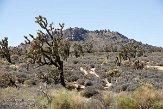 USCA09131871 Joshua Tree - Mojave National Preserve