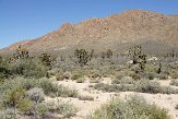 USCA09131874 Joshua Tree - Mojave National Preserve