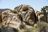 USCA09131879 Mojave National Preserve