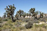 USCA09131882 Joshua Tree - Mojave National Preserve
