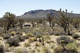 USCA09131883 Joshua Tree - Mojave National Preserve
