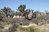 USCA09131894 Joshua Tree - Mojave National Preserve
