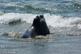 USCA01130501 noordelijke zeeolifant / Mirounga angustirostris