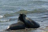USCA01130504 noordelijke zeeolifant / Mirounga angustirostris