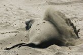 USCA01130512 noordelijke zeeolifant / Mirounga angustirostris