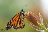 USCA11131924 monarchvlinder / Danaus plexippus