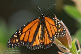 USCA11131926 monarchvlinder / Danaus plexippus