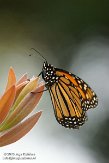 USCA11131930 monarchvlinder / Danaus plexippus