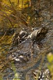 USFL2012044 Amerikaanse alligator / Alligator mississippiensis