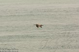 USFL2012295 bruine pelikaan / Pelecanus occidentalis
