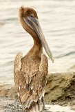 USFL2012322 bruine pelikaan / Pelecanus occidentalis