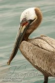 USFL2012326 bruine pelikaan / Pelecanus occidentalis