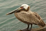 USFL2012329 bruine pelikaan / Pelecanus occidentalis