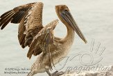USFL2012339 bruine pelikaan / Pelecanus occidentalis