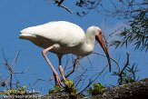 USFL2012002 witte ibis / Eudocimus albus