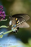 NY2014017 pipevine swallowtail / Battus philenor