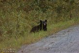 NC2014141 Amerikaanse zwarte beer / Ursus americanus