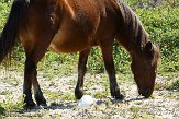 NC2014078 mustang / Equus caballus koereiger / Bubulcus ibis