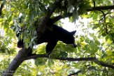 USNE1190395 Amerikaanse zwarte beer / Ursus americanus