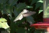 USNW1182835 Anna's kolibrie / Calypte anna