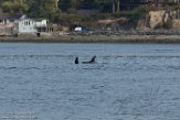 USNW1182949 Bigg's orka / Orcinus orca