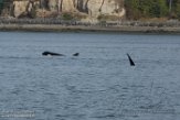 USNW1182972 Bigg's orka / Orcinus orca