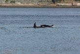 USNW1182994 Bigg's orka / Orcinus orca