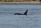 USNW1183000 Bigg's orka / Orcinus orca