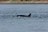 USNW1183014 Bigg's orka / Orcinus orca