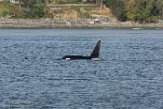 USNW1183030 Bigg's orka / Orcinus orca