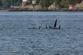 USNW1183035 Bigg's orka / Orcinus orca
