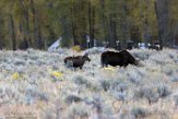 USNW1180264 Yellowstone eland / Alces alces shirasi