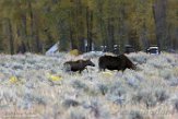 USNW1180266 Yellowstone eland / Alces alces shirasi