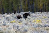 USNW1180275 Yellowstone eland / Alces alces shirasi