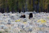 USNW1180279 Yellowstone eland / Alces alces shirasi