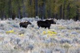 USNW1180288 Yellowstone eland / Alces alces shirasi