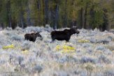 USNW1180290 Yellowstone eland / Alces alces shirasi
