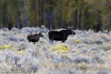 USNW1180292 Yellowstone eland / Alces alces shirasi