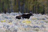 USNW1180294 Yellowstone eland / Alces alces shirasi