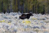 USNW1180296 Yellowstone eland / Alces alces shirasi