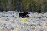 USNW1180306 Yellowstone eland / Alces alces shirasi