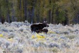 USNW1180307 Yellowstone eland / Alces alces shirasi