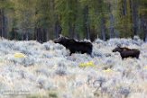 USNW1180316 Yellowstone eland / Alces alces shirasi