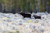 USNW1180319 Yellowstone eland / Alces alces shirasi