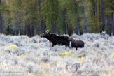 USNW1180320 Yellowstone eland / Alces alces shirasi